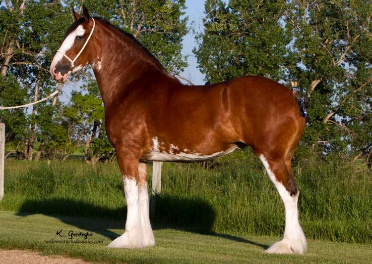 Willow Way Clydesdales Pradas & Oriels